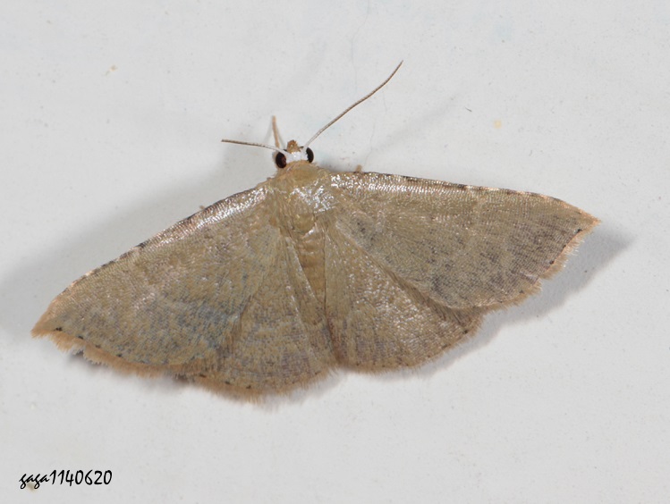 ջn Corgatha sp.