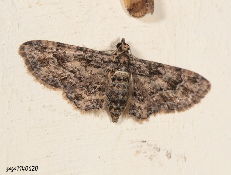  Spiralisigna subpumilata 