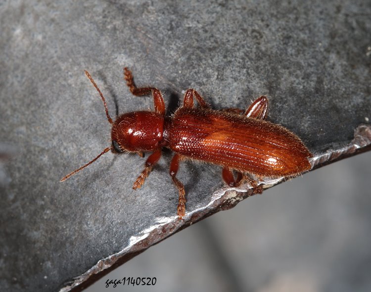  Xenorthrius prolongatus