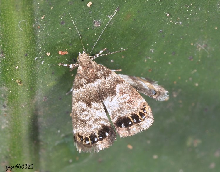 ۻR Litobrenthia japonica