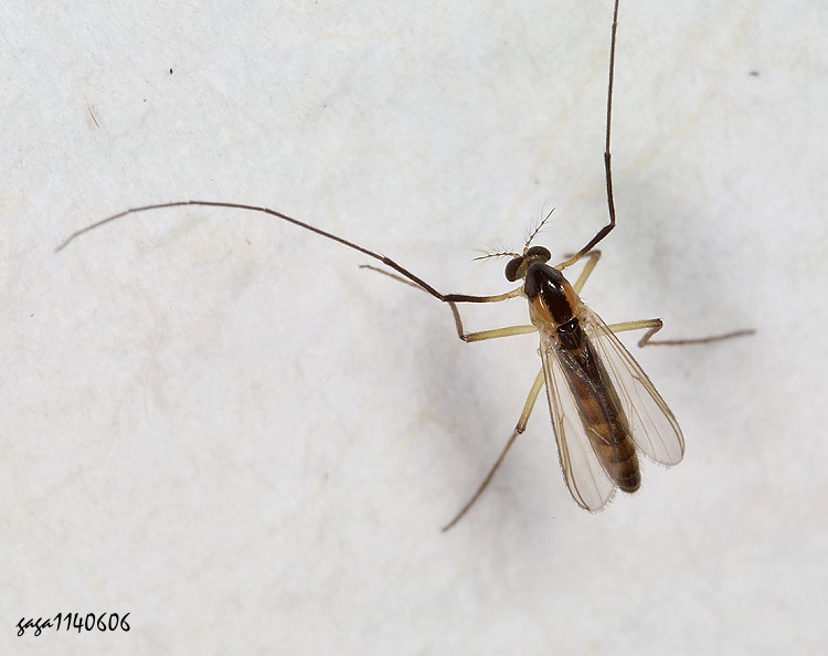 Tanypodinae Ȭ