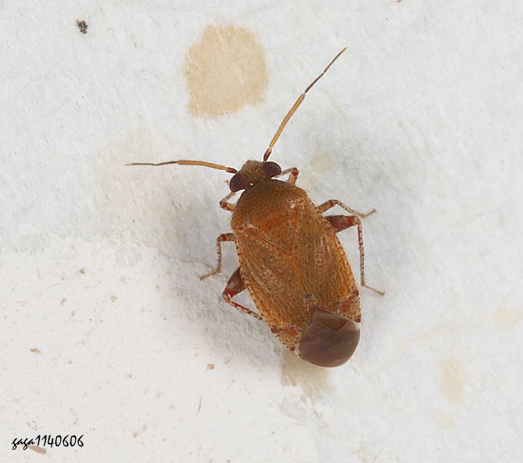 葉盲椿亞科 Psallus  sp.