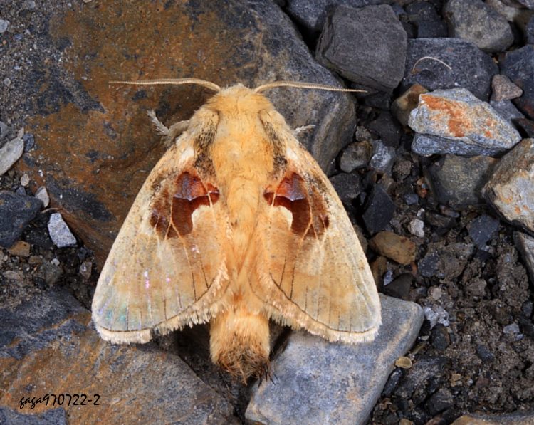 仿奼刺蛾 Chalcoscelides castaneipars 