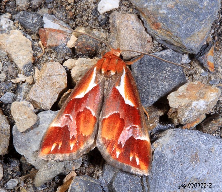 橘納瘤蛾 Narangodes flavibasis