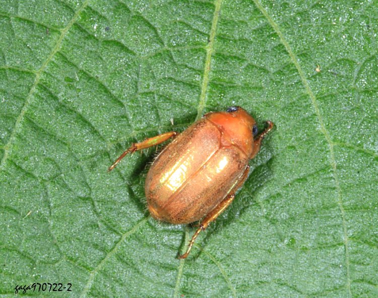 ¸}t Callistethus formosanus