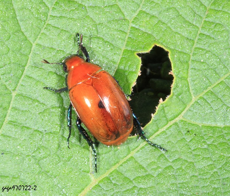 ¸}t  Callistethus plagiicollis isidai 
