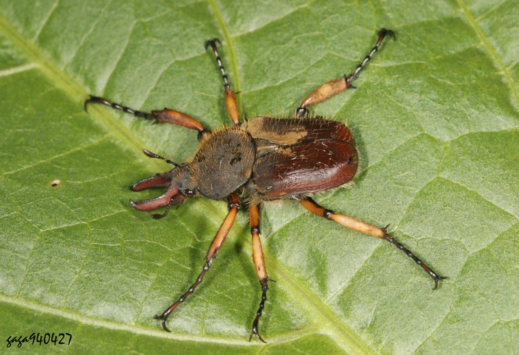 上野角金龜 Dicranocephalus uenoi uenoi