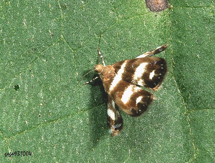 󯾥ۻR Litobrenthia grammodes