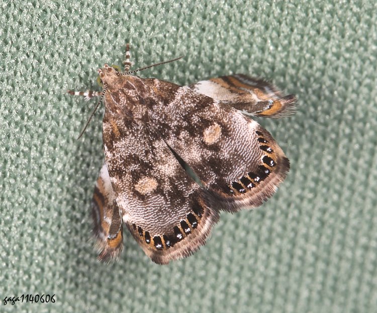 ۻR Litobrenthia  sp.