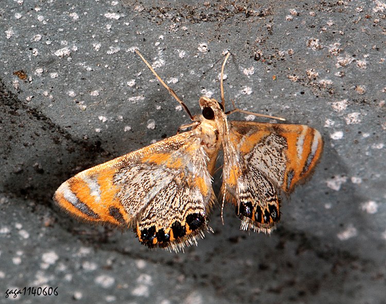Nwu  Nymphicula yoshiyasui
