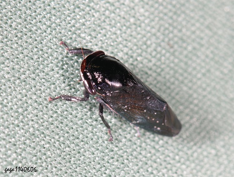 脛槽葉蟬屬  Drabescus sp. 