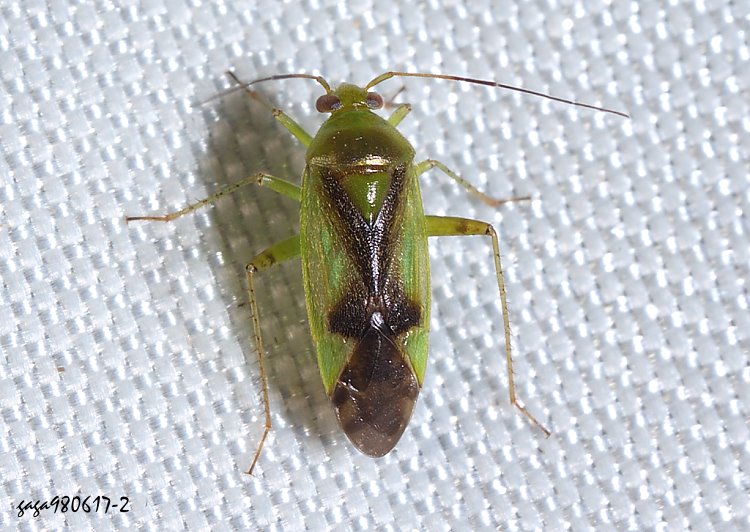 新麗盲椿屬 Neolygus sp. 