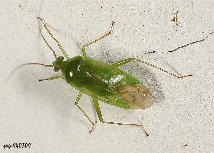xWR Lygocoris taivanus 