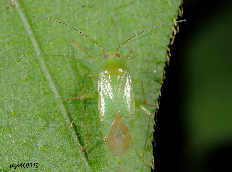 ϨȬ Lygocoris pabulinus