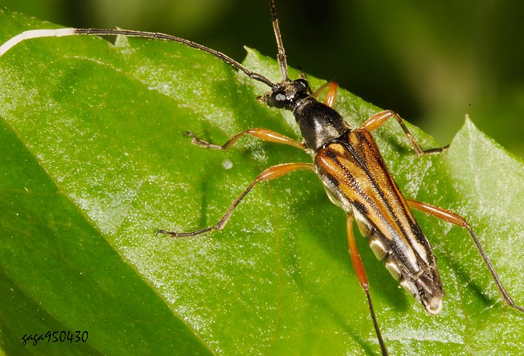 八仙細小花天牛 Parastrangalis subapicalis