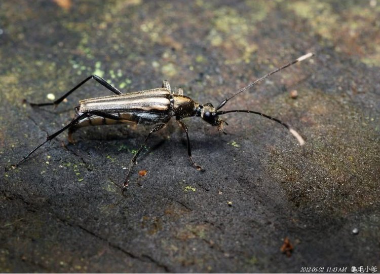 ӤpѤ Parastrangalis lateristriata
