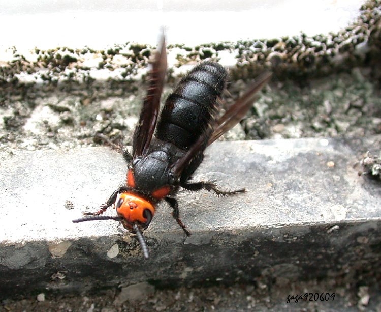 jg Scolia clypeata pseudovollenhoveni 