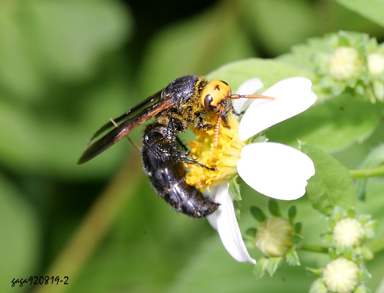 Lg Scolia superciliaris sauteri