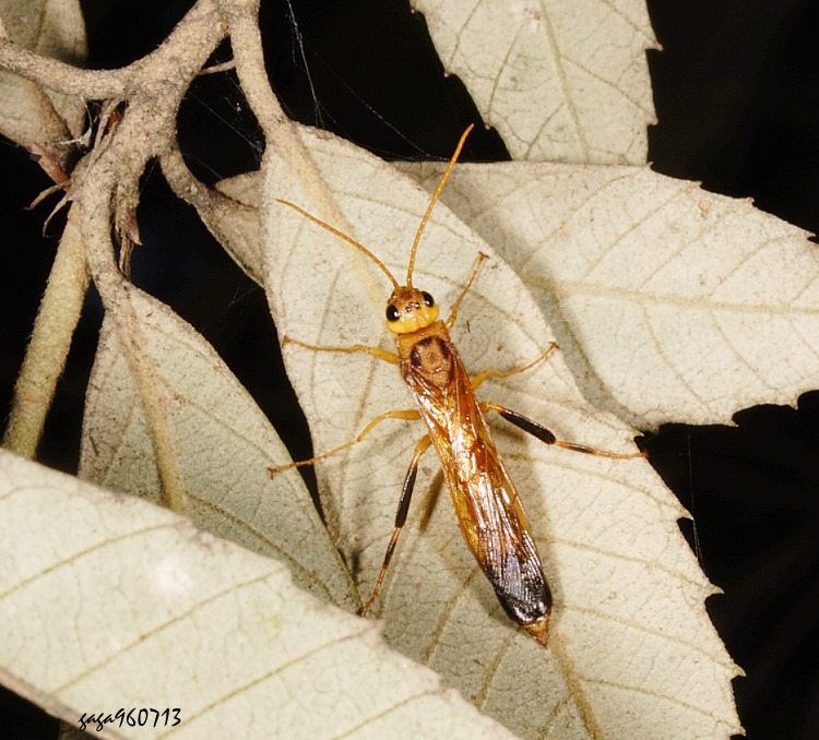 j Urocerus sp.
