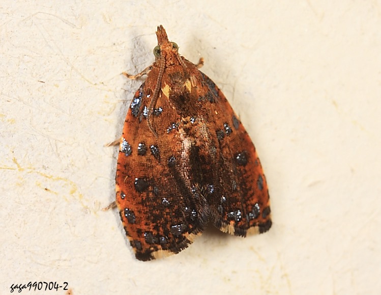 捲葉蛾 Minutargyrotoza sp.