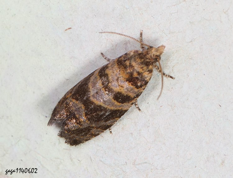 sp Olethreutes  sp.