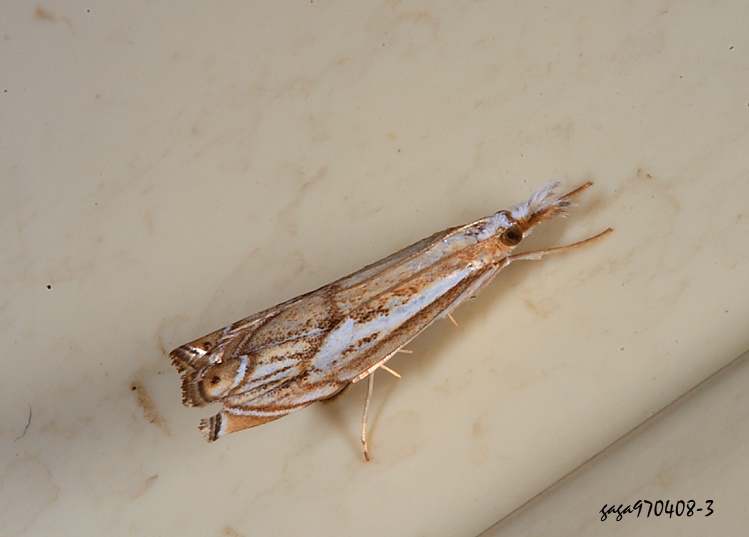  Crambus sp. 