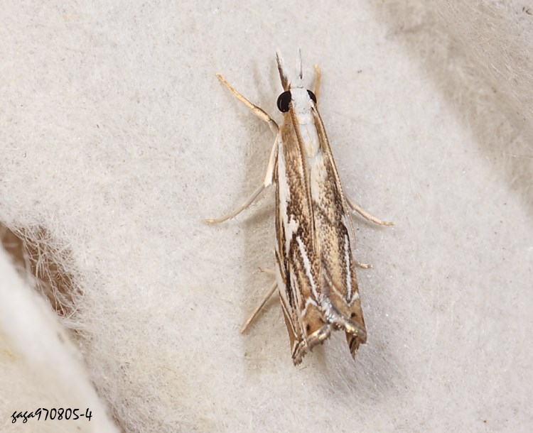  Crambus sp. 