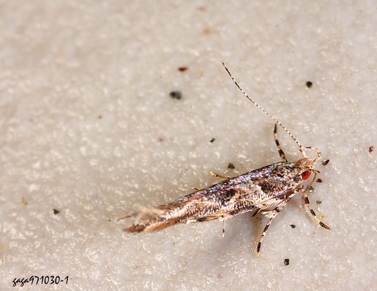 ͸ Cosmopterigidae  sp.