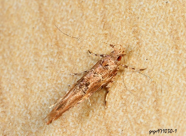 ͸ Pyroderces  sp.