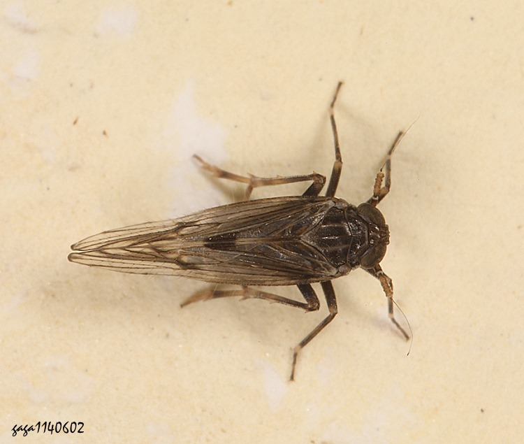 褐飛蝨屬 Nilaparvata sp.