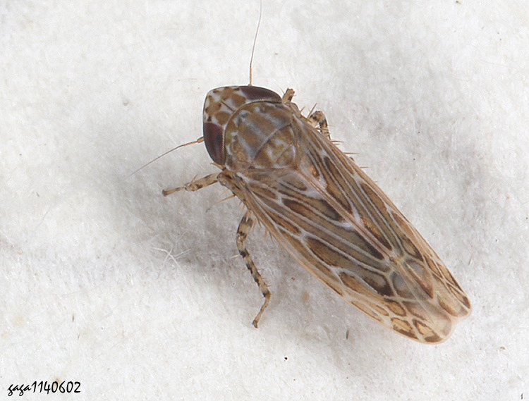 F Psammotettix sp.
