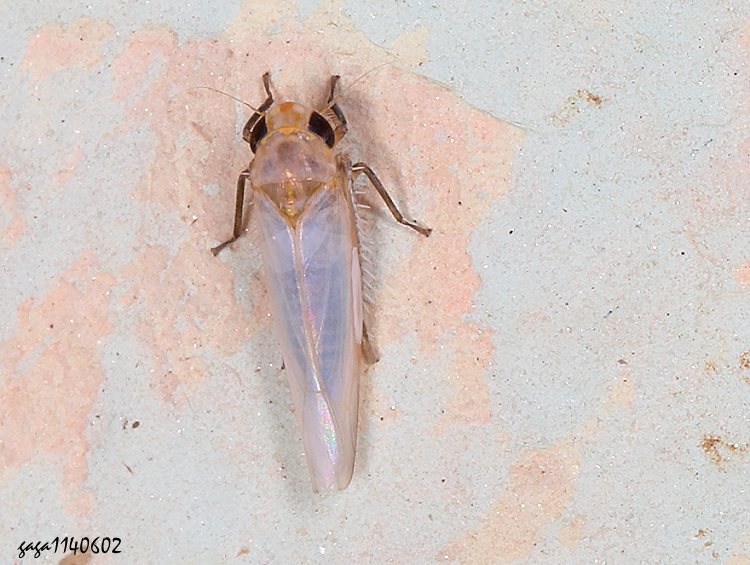 pͨȬ  Typhlocybinae