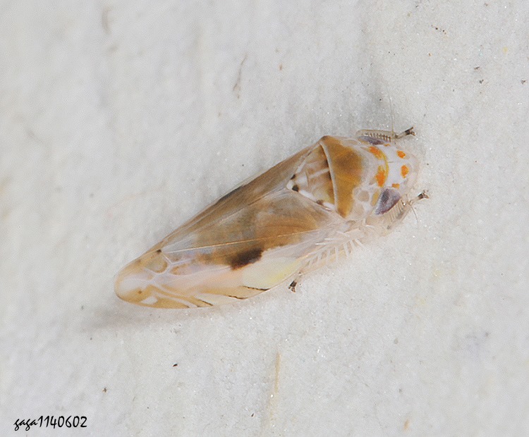 小葉蟬亞科 Typhlocybinae  