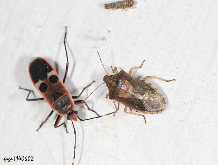 Elasmostethus sp.