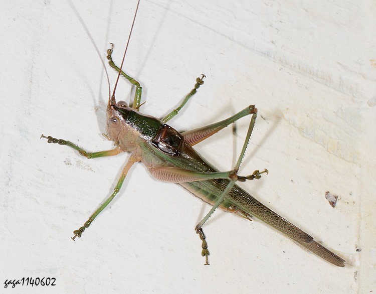 Conocephalus bambusanus