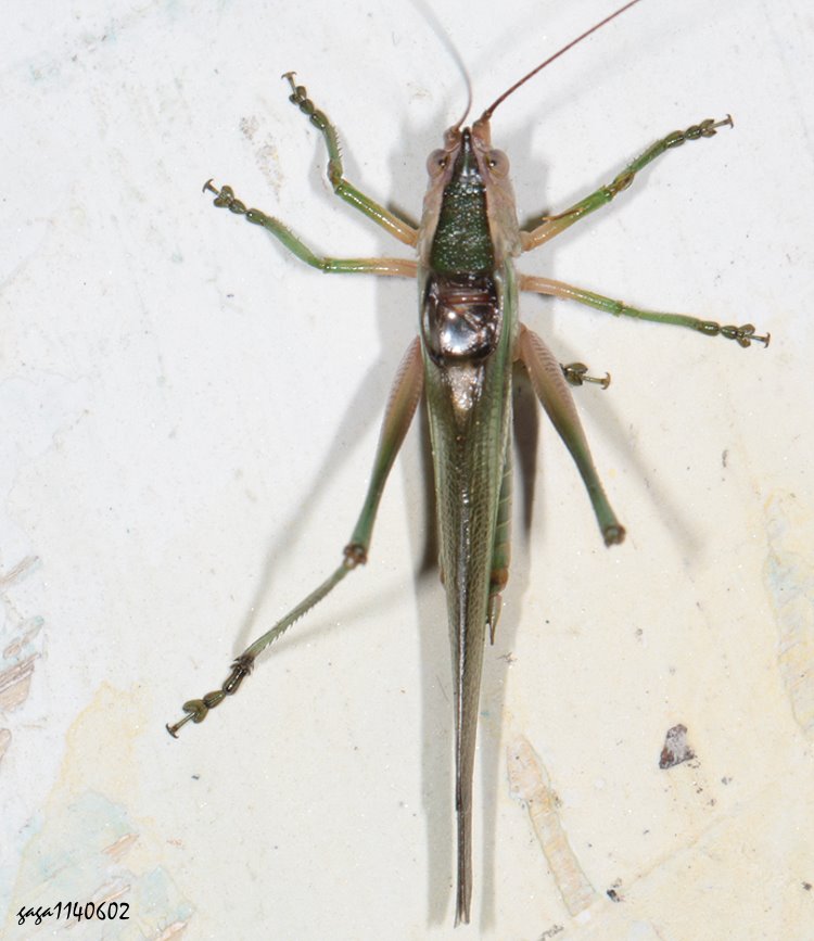 b˯n Conocephalus bambusanus