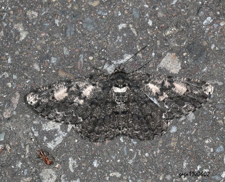 霜尺蛾屬 Alcis sp.