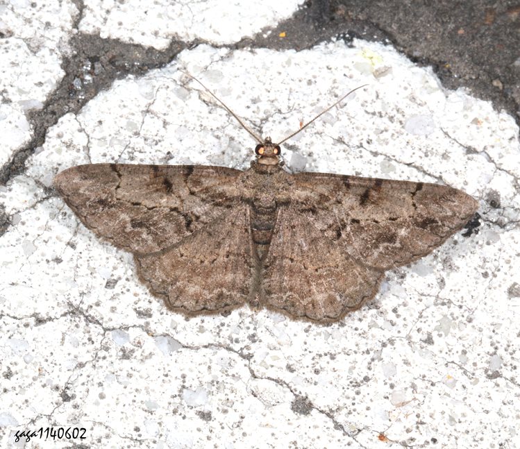 碎紋擬霜尺蛾  Psilalcis pulveraria