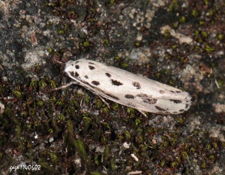 mz Ethmia susa