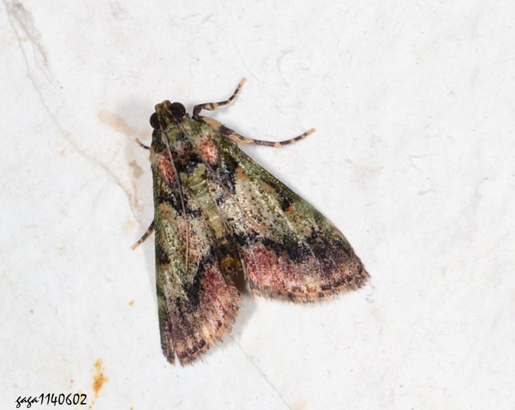 叢螟蛾亞科 Termioptycha cornutitrifurca