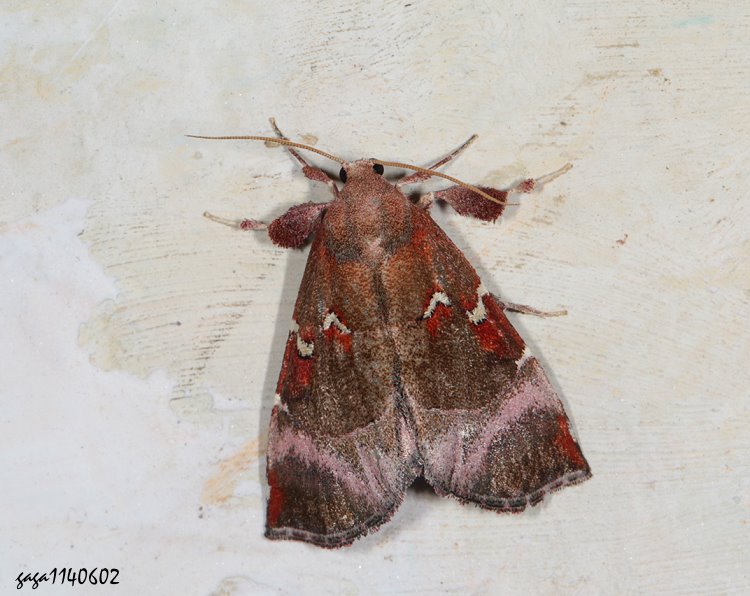  Mimicia pseudolibatrix taiwana 