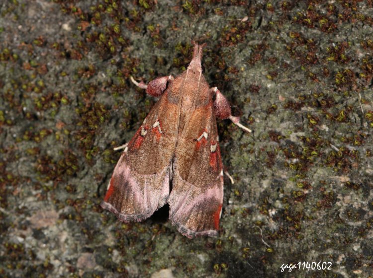  Streptopalpia sp.