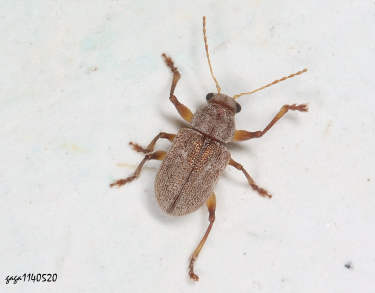 v  Demotina modesta