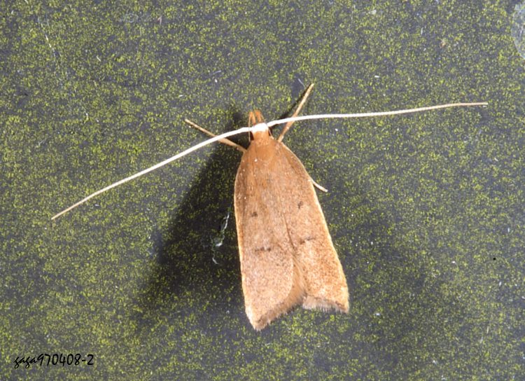 騤 Lecitholaxa thiodora