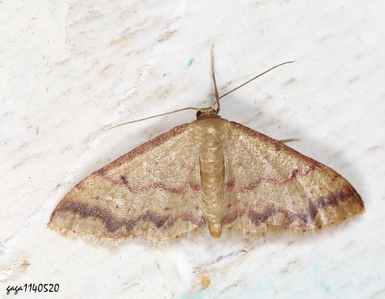 aVظ Idaea impexa