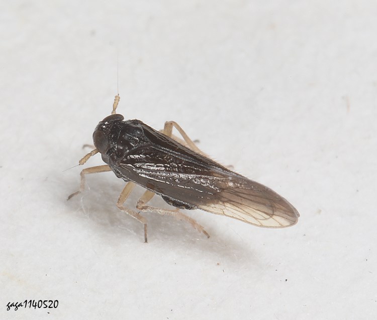 _ Tarophagus colocasiae