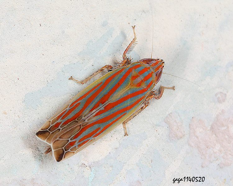 角頂葉蟬亞科 Deltanus  sp.