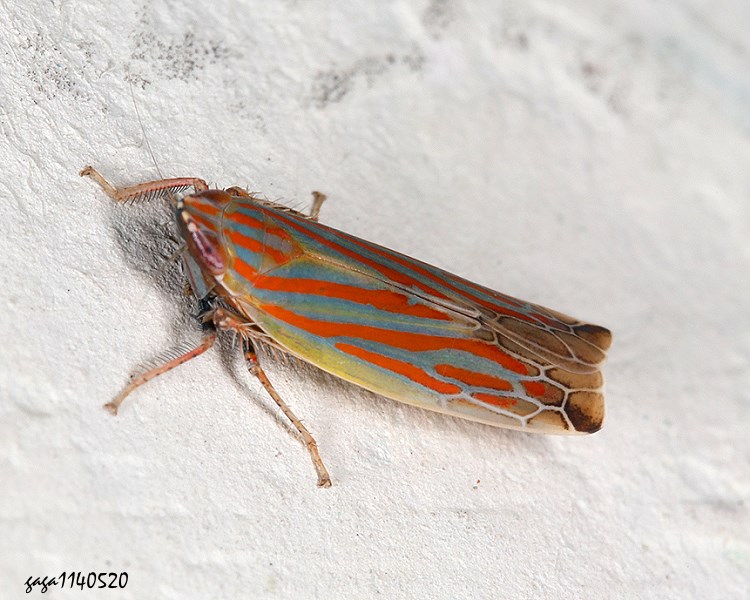 Deltanus sp.
