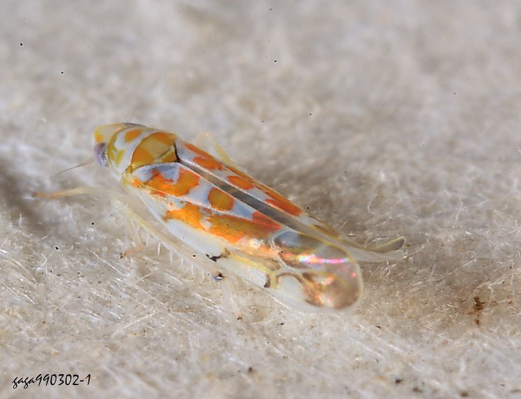 Typhlocyba sp.
