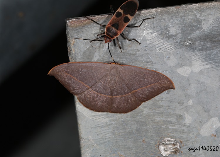 ǽŹ_ Microblepsis violacea 